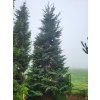 Picea sitchensis