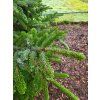 Picea sitchensis (2)