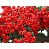 110862 2 hlohyne sarlatova red cushion