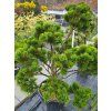 pinus mugo (3)