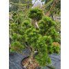 pinus mugo (1)