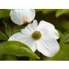 Cornus North Star