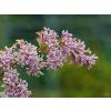 Syringa Donald Wyman (1)