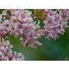 Syringa Donald Wyman (2)