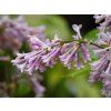 Syringa Jaga (2)