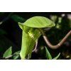 Arisaema tortuosum (2)