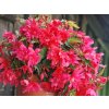Begónia 'Pendula Rose' 3ks