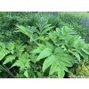 Angelika obrovská - Angelica gigas