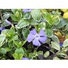 Zimozeleň menšia 'Ralph Shugert' - Vinca minor 'Ralph Shugert'