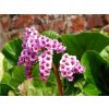 Bergénia tučnolistá - Bergenia cordifolia