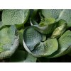 Hosta 'Abiqua Drinking Gourd' - Hosta 'Abiqua Drinking Gourd'