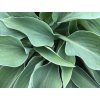 Hosta 'Blue Cadet'- Hosta 'Blue Cadet'