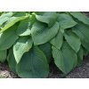 Hosta 'Empress Wu' - Hosta 'Empress Wu'  Hosta 'Empress Wu'