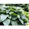 Hosta 'Empress Wu' - Hosta 'Empress Wu'  Hosta 'Empress Wu'