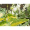 Hosta 'George Smith' - Hosta 'George Smith'