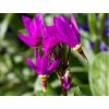 Boží kvet záhradný 'Rote Farbe' - Dodecatheon meadia 'Rote Farbe'
