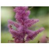 Astilba Arendsova 'Amethyst' - Astilbe arendsii 'Amethyst'