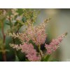 Astilba Arendsova 'Elizabeth Bloom ®' - Astilbe arendsii 'Elizabeth Bloom'