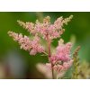 Astilba Arendsova 'Elizabeth Bloom ®' - Astilbe arendsii 'Elizabeth Bloom'