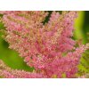 Astilba Arendsova 'Elizabeth Bloom ®' - Astilbe arendsii 'Elizabeth Bloom'