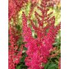 Astilba  Arendsova 'Granat' - Astilbe x arendsii 'Granat'