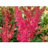 Astilba  Arendsova 'Granat' - Astilbe x arendsii 'Granat'