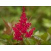 Astilba japonská 'Montgomery' - Astilbe japonica 'Montgomery'
