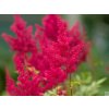 Astilba japonská 'Montgomery' - Astilbe japonica 'Montgomery'