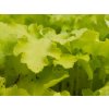 Heuchera 'Lime Marmalade' (PVR) - Heuchera 'Lime Marmalade'