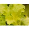 Heuchera 'Lime Marmalade' (PVR) - Heuchera 'Lime Marmalade'