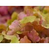 Heuchera 'Marmalade' (EU17452) - Heuchera 'Marmalade'