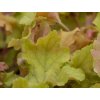 Heuchera 'Marmalade' (EU17452) - Heuchera 'Marmalade'