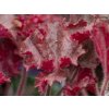 Heuchera 'Melting Fire' - Heuchera 'Melting Fire'