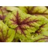 Heuchera 'Stoplight' - Heucherella 'Stoplight'