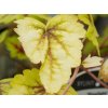 Heuchera 'Stoplight' - Heucherella 'Stoplight'