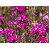Arabis Frulingszauber