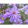 Aster Blaue Lagune (1)