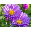 Astra krovitá 'Blaue Lagune' - Aster dumosus 'Blaue Lagune'