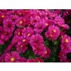 Astra krovitá 'Jenny' - Aster dumosus 'Jenny'