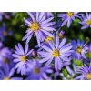 Astra srdcolistá 'Little Carlow' - Aster cordifolius 'Little Carlow'