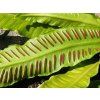 phylitis