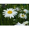 Leucanthemum Mainkonigin (1)