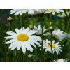 Leucanthemum Mainkonigin (2)