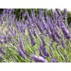 Levanduľa prostredná 'Grosso' - Lavandula x intermedia 'Grosso'