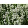 Levanduľa prostredná 'Edelweiss' - Lavandula x intermedia 'Edelweiss'