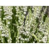 Levanduľa prostredná 'Edelweiss' - Lavandula x intermedia 'Edelweiss'