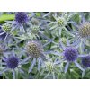 Kotúč poľný 'Blue Hobbit' - Eryngium planum 'Blue Hobbit'