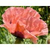Mak východný 'Prinzessin Vict. Louise' - Papaver orientale 'Prinzessin Vict. Louise'
