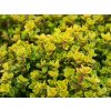 Materina dúška citrónová 'Aureus' - Thymus x citriodorus 'Aureus'