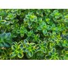 Materinadúška citrónová 'Aureus' - Thymus x citriodorus 'Aureus'